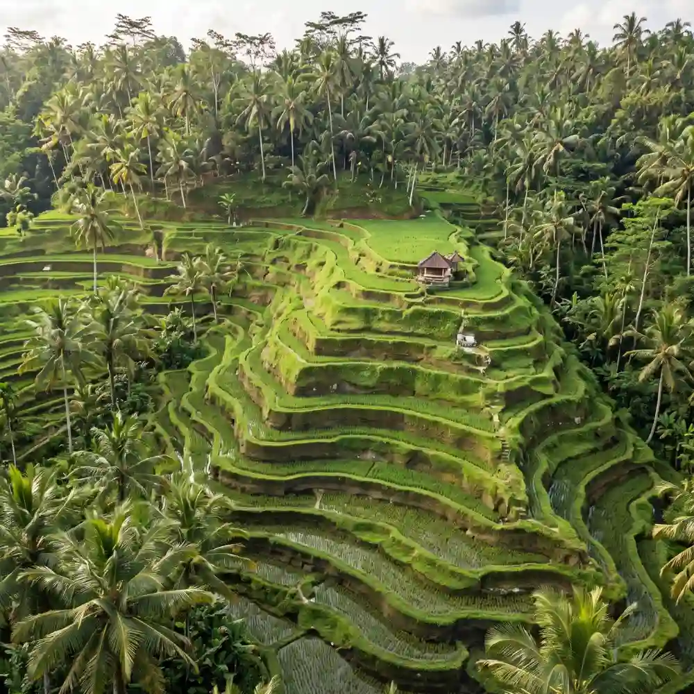 Aerial view of the Tegalalang rice terraces in Ubud, Bali